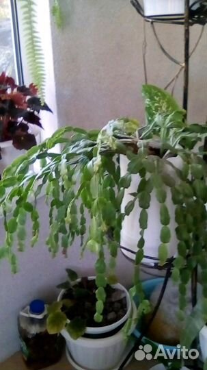 Кактус и декабрист