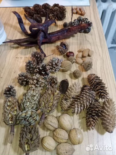 Набор шишек большой для поделок и творчества