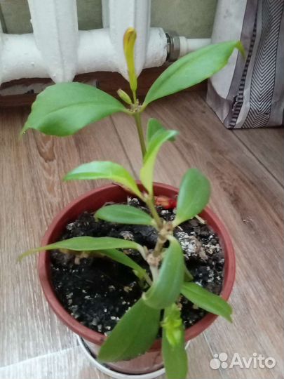 Эсхинантус жар птица