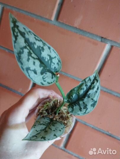 Сциндапсус Silver lady