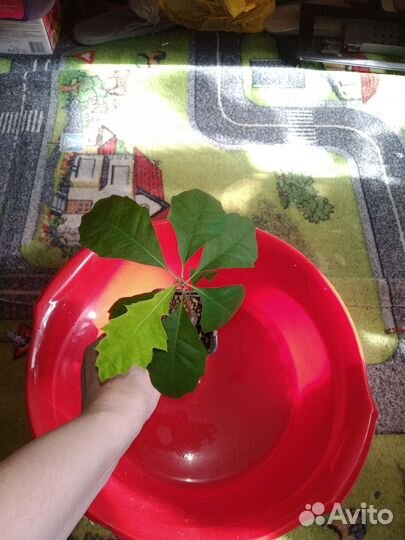 Саженцы для дачи