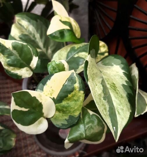 Продам цветы комнатные