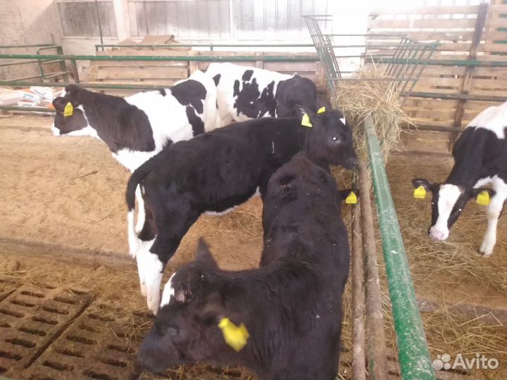 Телята бычки