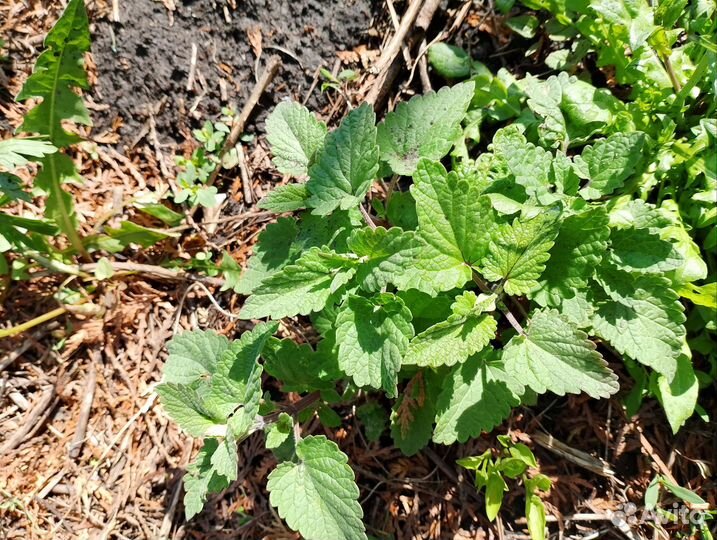 Лекарственные травы