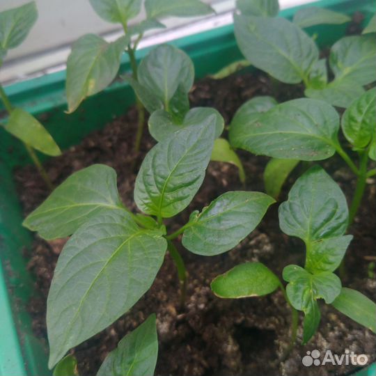Перец, томаты, баклажаны, помидоры рассада