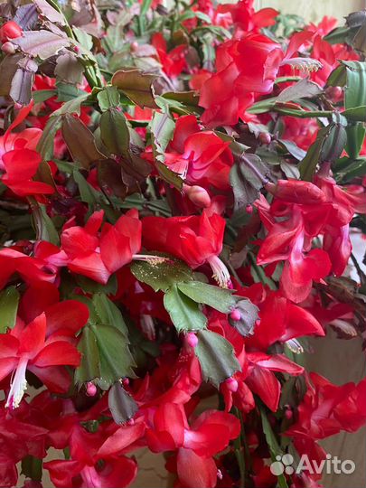 Декабристы