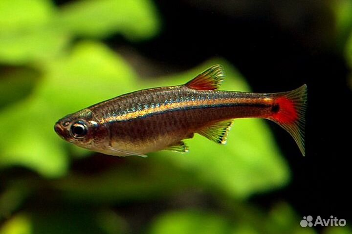 Аквариумные рыбки