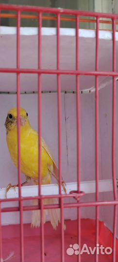 Продается Кенар поющий