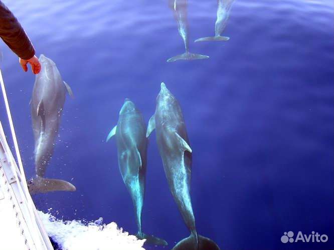Морские прогулки к дельфинам