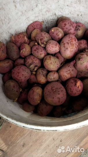 Семенной картофель