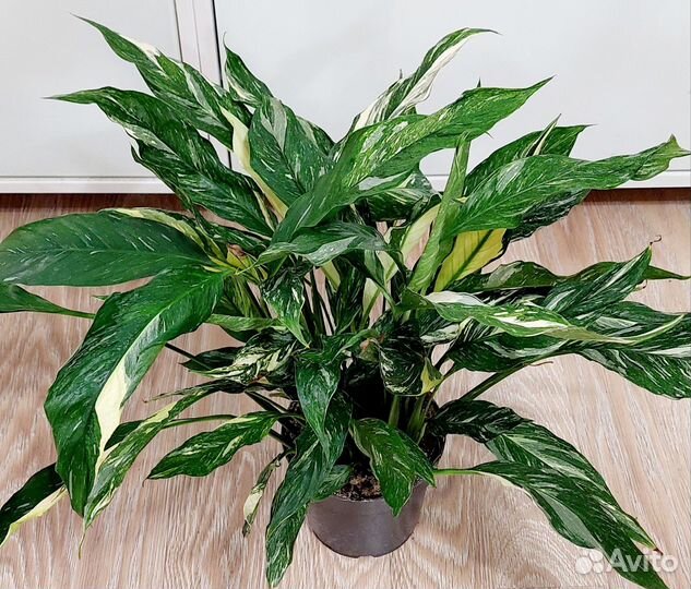 Спатифиллум даймонд вариегатный