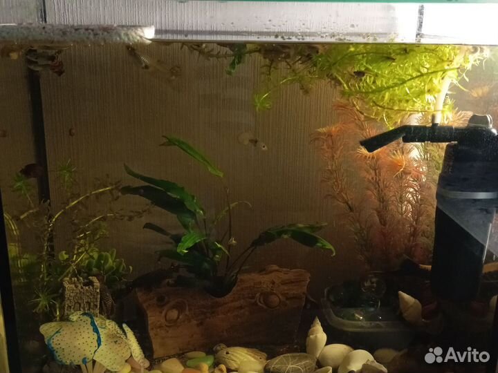 Аквариум и рыбки