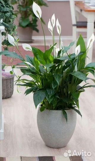 Спатифиллум