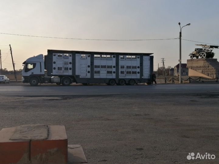 Перевозка скота (скотовоз)