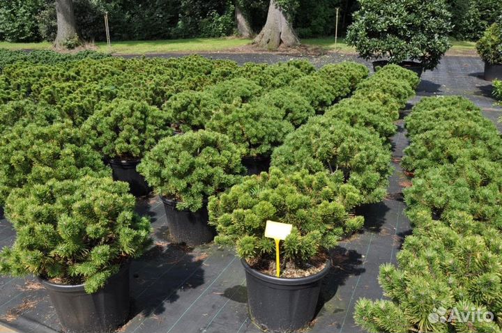 Сосна низкорослая карликовая сосна шар