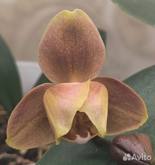 Орхидея brion peloric, цветёт, брион пелорик