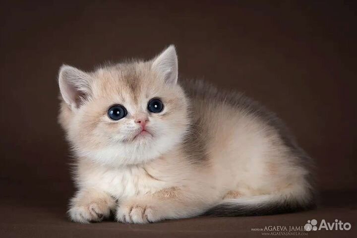 Британская золотая шиншилла ay11