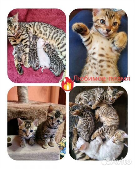 Бенгальская кошка бронь