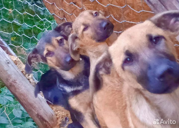 Собачки с приюта ищут дом