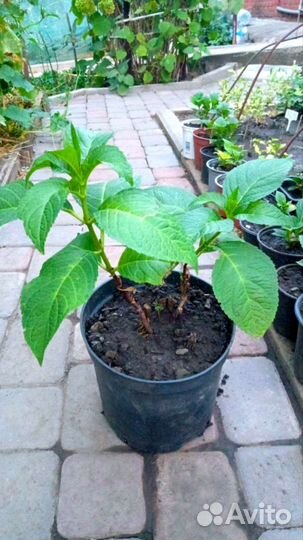 Гортензия кусты