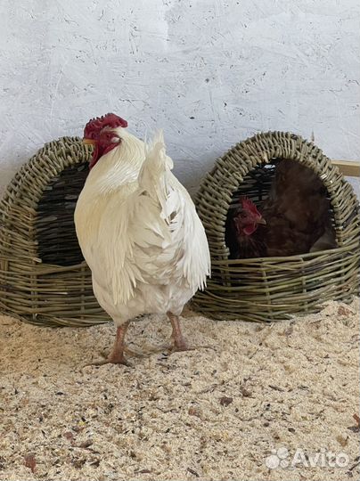 Домашние куриные яйца
