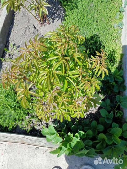 Бадан многолетний. Лечебный