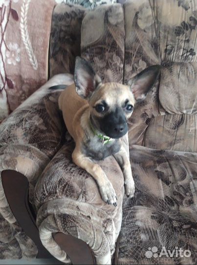 Вязка кобель чихуахуа