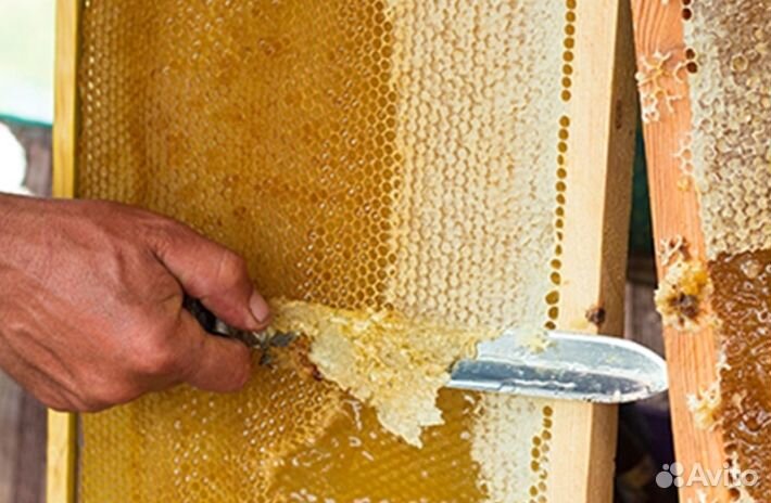 Мёд натуральный из Алтая оптом от 16кг