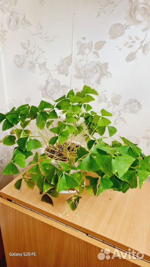 Кислица, баттерфляй