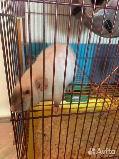 Крысы дамбо девочка