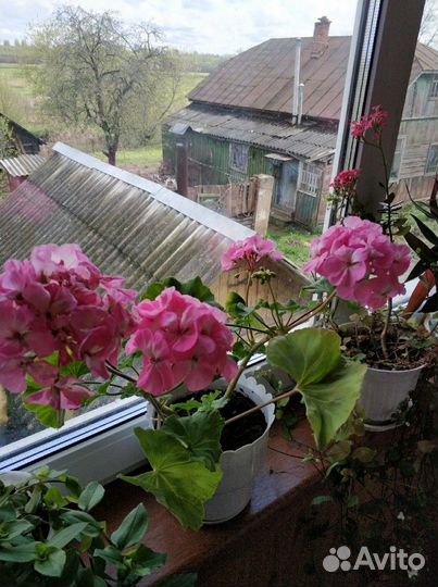 Пеларгония герань