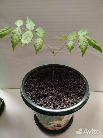 Глициния саженцы