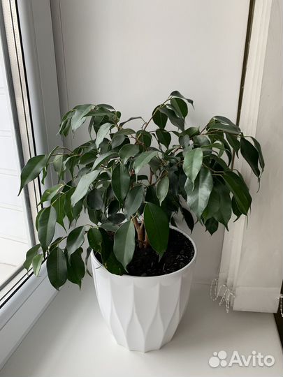 Фикус Бенджамина
