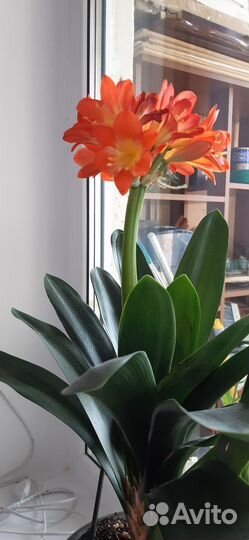 Цветок кливия