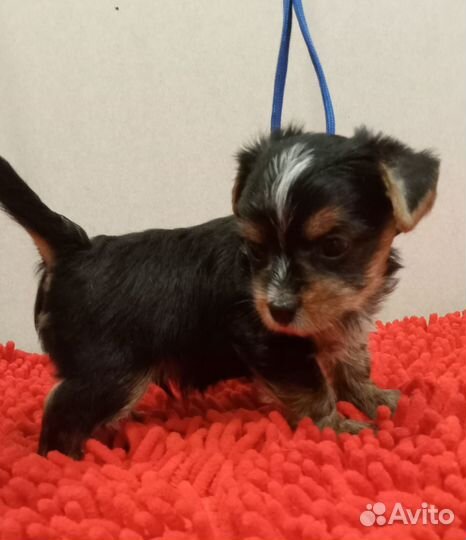 Йоркширский терьер