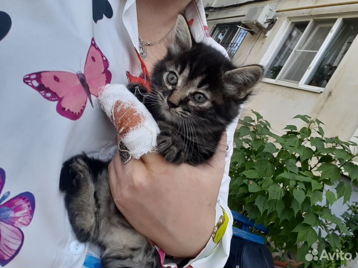 Кошка в дар бесплатно