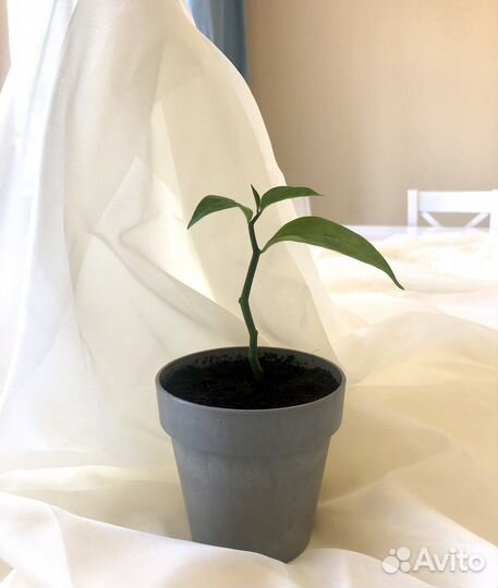 Комнатное растение бамбук