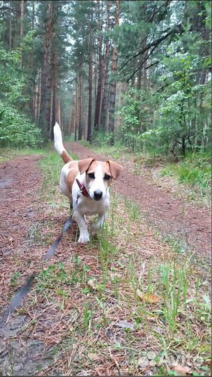 Передержка кошек и собак на время отпуска