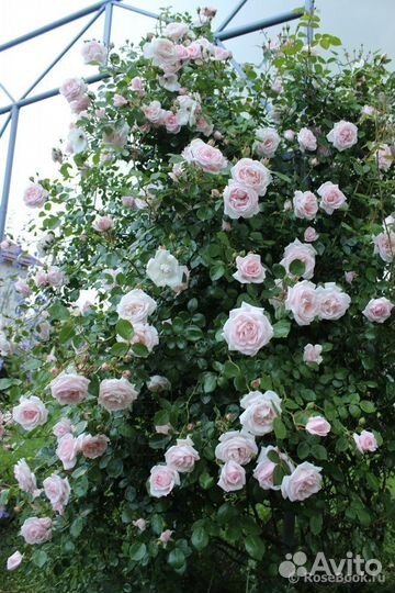 Роза плетистая Нью Дон/New Dawn