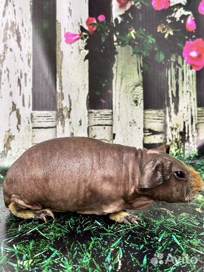 Морская свинка скинни