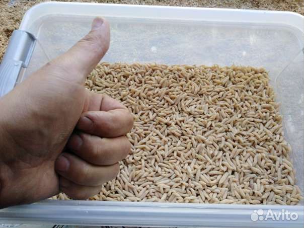 Опарыш литрами