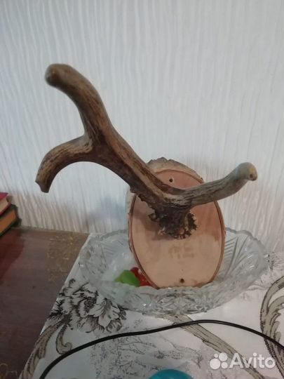 Рога косули