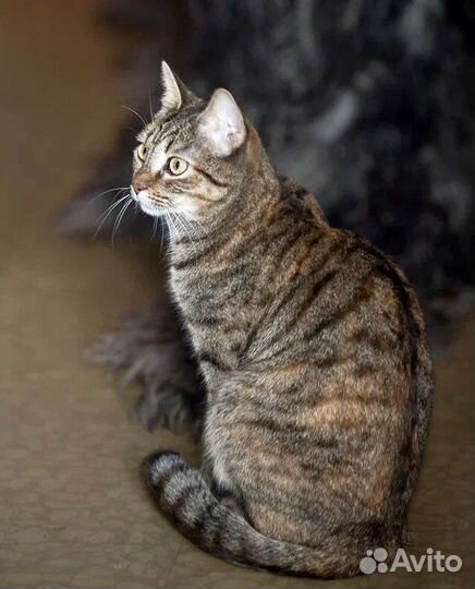 Полосатая самодостаточная Рокси