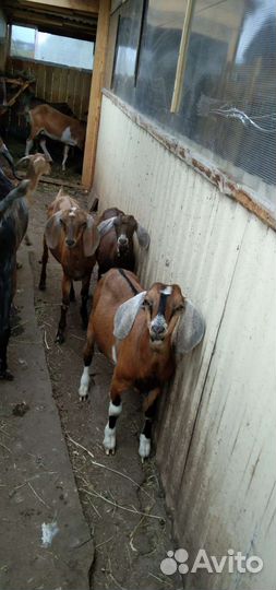 Продам козлят