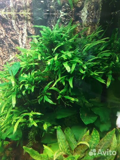 Растения для аквариума, креветка вишня