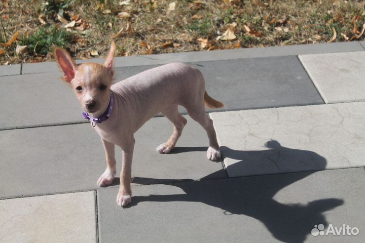 Ксолоитцкуинтли мини(мексиканская голая собака)