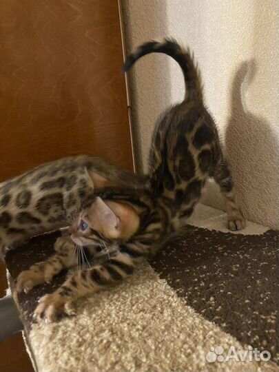 Бенгальские котята