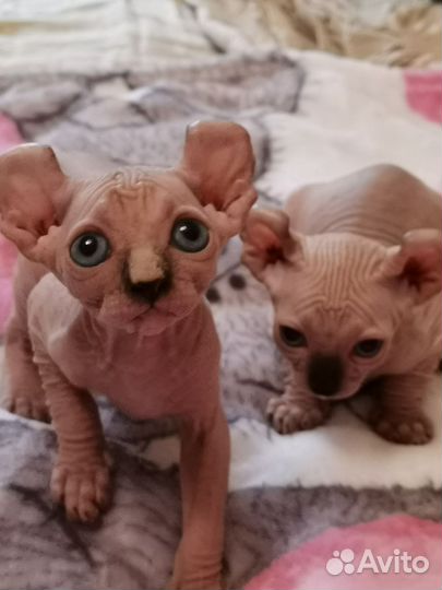 Бамбино Двельфы