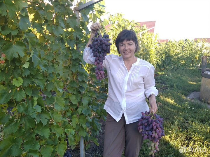 Саженцы и черенки винограда