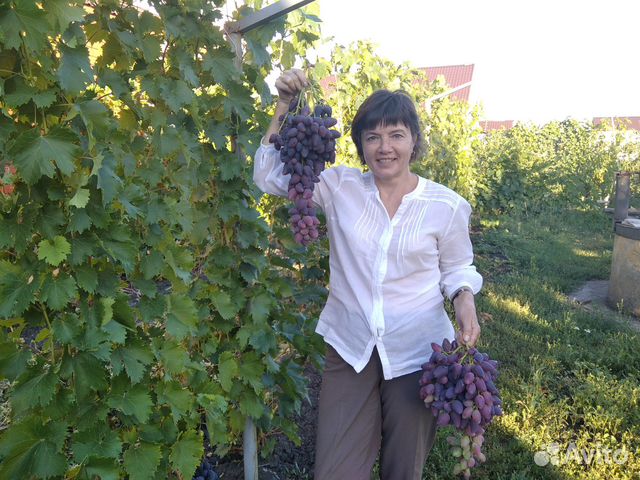 Саженцы и черенки винограда